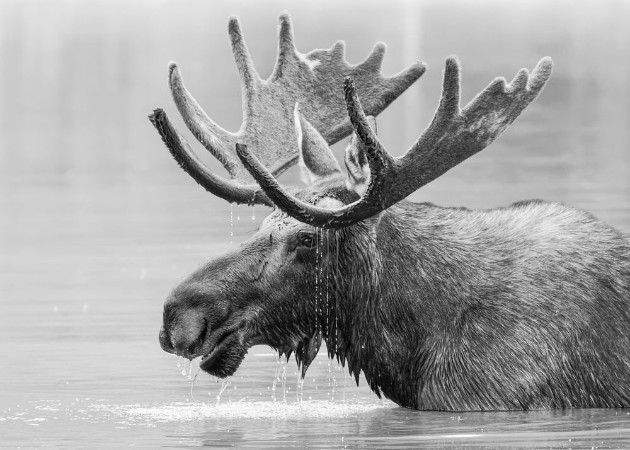Picture of Black and White Bull Moose