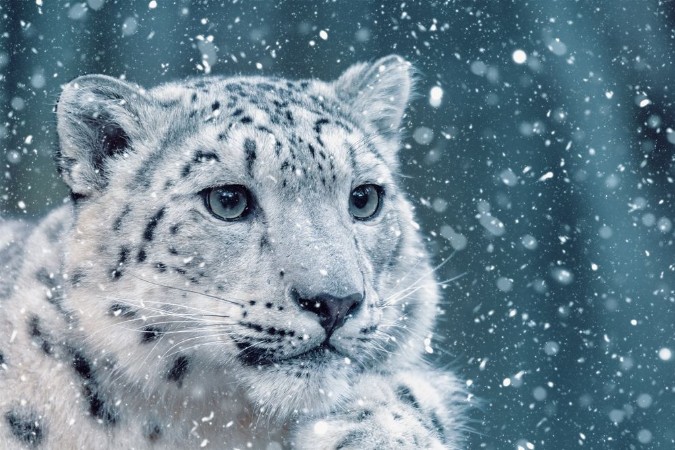 Image de Baby Snow Leopard