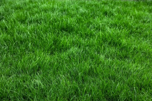 Image de Natural grass I