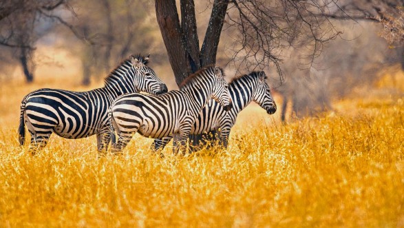 Image de Common zebras