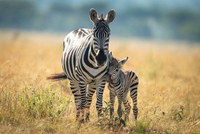 Picture of Zebra and Foal