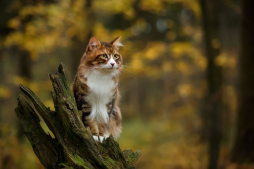 Bild på Kurilian bobtail cat