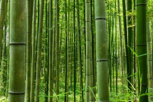 Afbeeldingen van Arashiyama Bamboo Forest