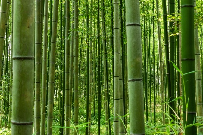 Arashiyama Bamboo Forest photowallpaper Scandiwall