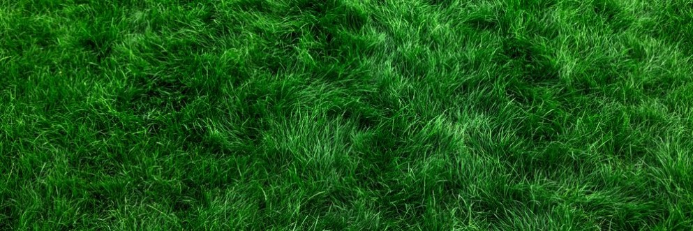 Picture of Natural grass II