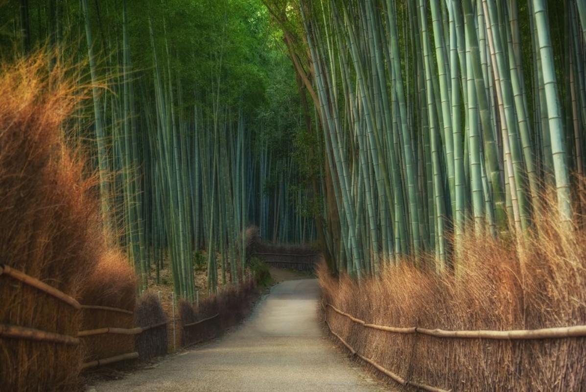 Immagine di Arachiyama park