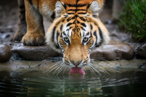Afbeeldingen van Tiger drinking water