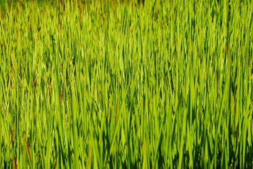 Afbeeldingen van Fresh green grass I