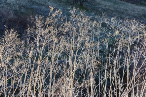 Afbeeldingen van Dry grass II