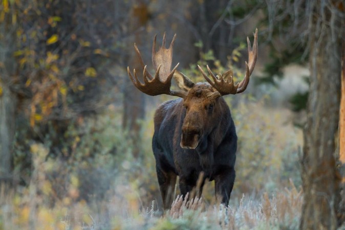 Picture of Shiras moose in Wyoming