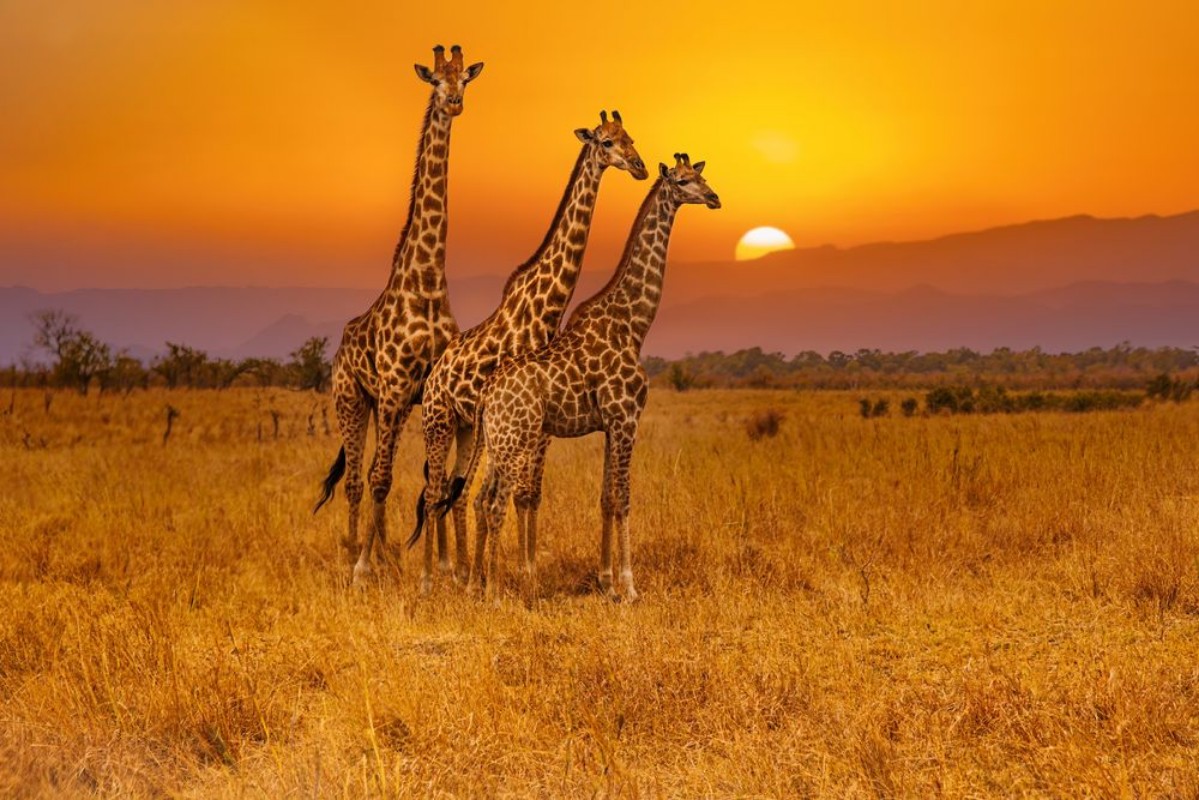 Papier peint photo Trois girafes et un coucher de soleil africain de ...