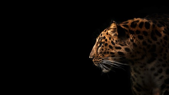 Leopard Profile photowallpaper Scandiwall