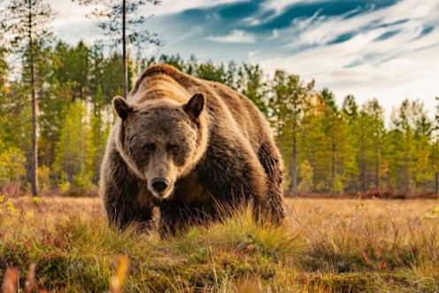 Image de Brown bear