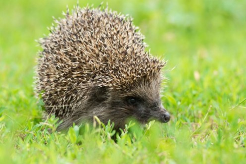 Afbeeldingen van Hedgehog playing in the grass