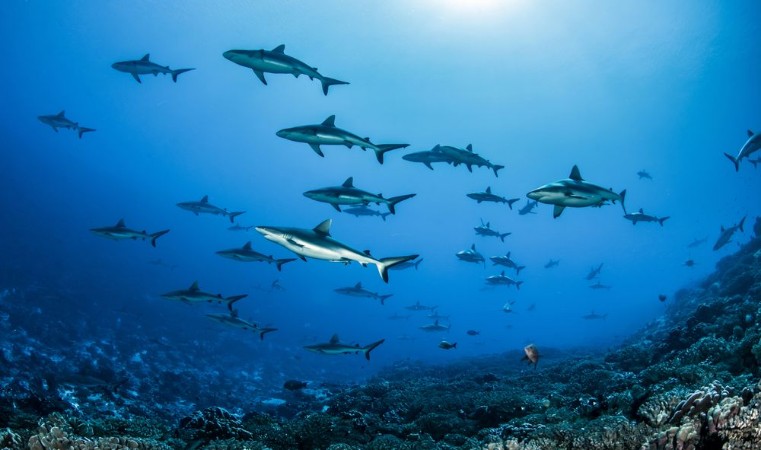 Afbeeldingen van Grey Reef Sharks