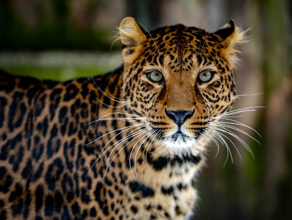 Portrait of a Leopard photowallpaper Scandiwall