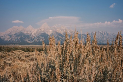 Picture of Dry grass III