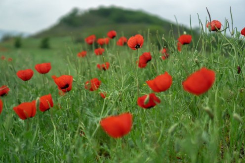 Picture of Poppy field