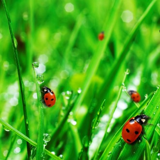 Afbeeldingen van Ladybugs on grass