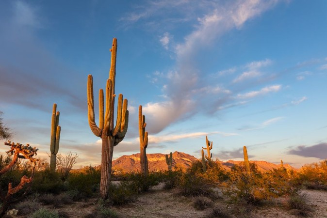 Bild på Cactus in the desert