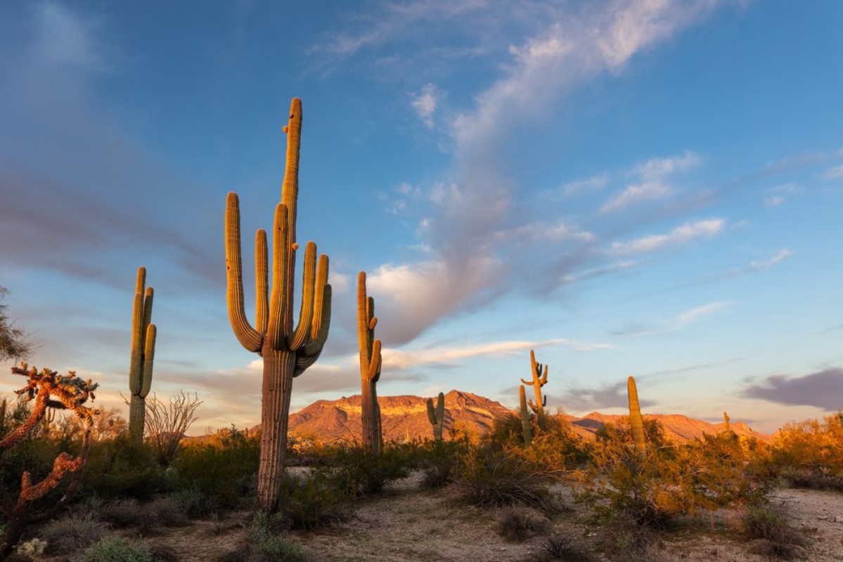 Afbeeldingen van Cactus in the desert