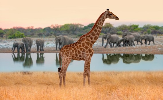 Bild på Giraffe walking across