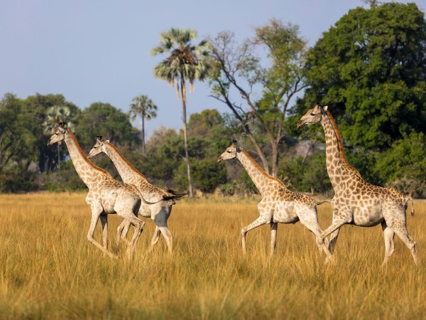Afbeeldingen van Running giraffes