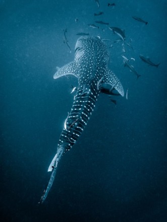 Water whale Shark photowallpaper Scandiwall