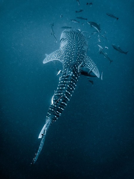 Water whale Shark photowallpaper Scandiwall