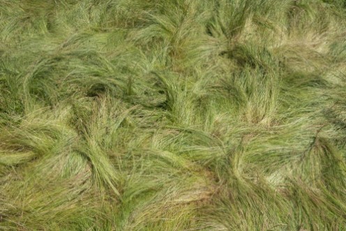 Image de Field of windswept grass