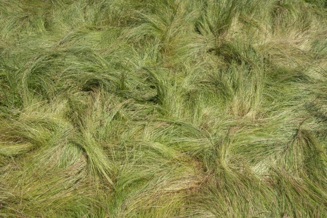Bild på Field of windswept grass