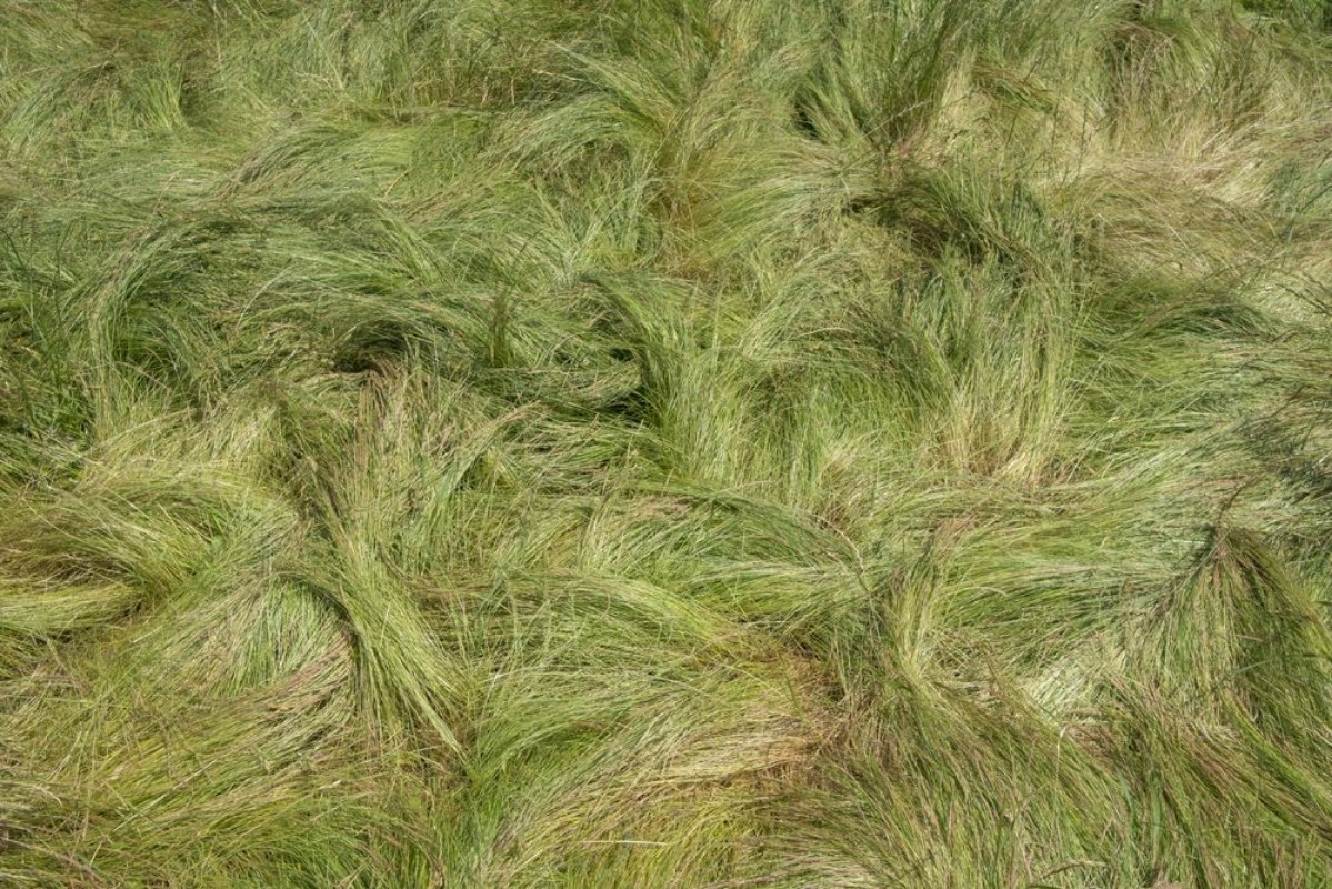 Picture of Field of windswept grass