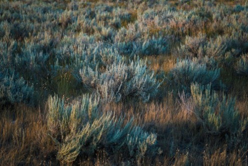 Native prairie grass photowallpaper Scandiwall