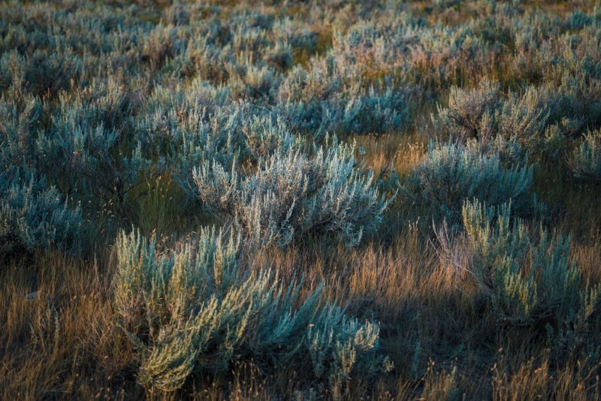 Bild von Native prairie grass