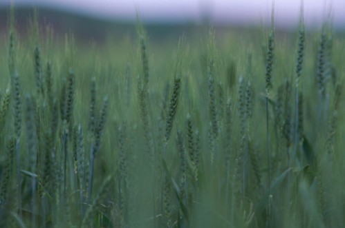 Field of grass photowallpaper Scandiwall