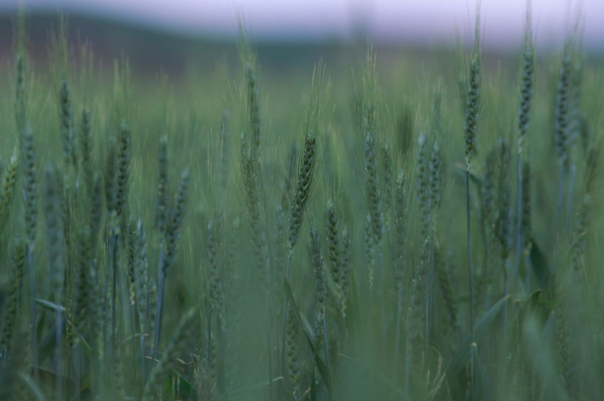 Bild von Field of grass