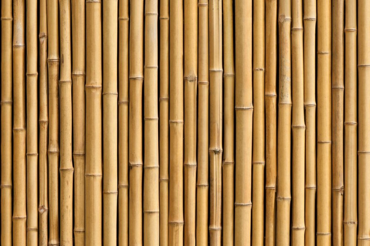 Bild på Bamboo fence