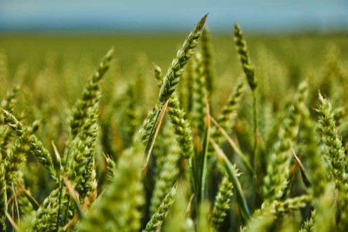 Picture of Green wheat growing in field