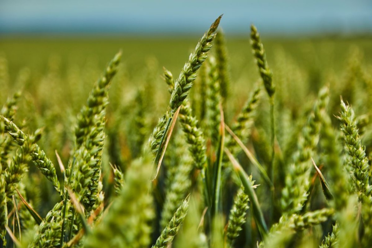 Picture of Green wheat growing in field
