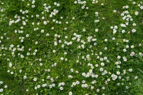 Afbeeldingen van Field of grass and flowers