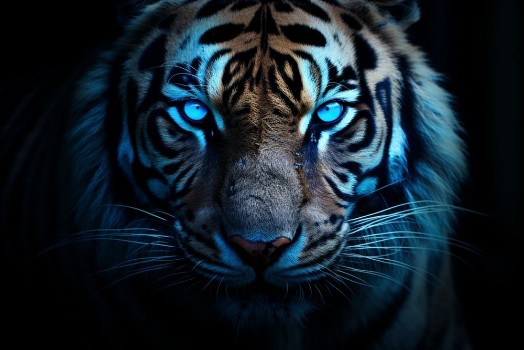 Bild på portrait of a tiger