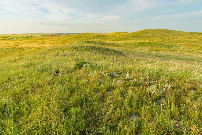 Bild på Grass Landscape