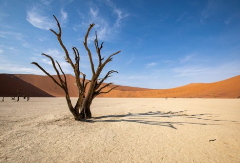 Image de Desert tree