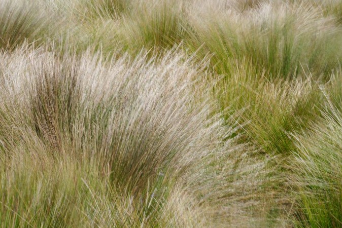 Bild på Dry grass I