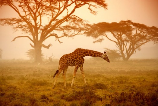 Picture of Giraffe in savannah