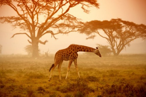 Giraffe in savannah photowallpaper Scandiwall