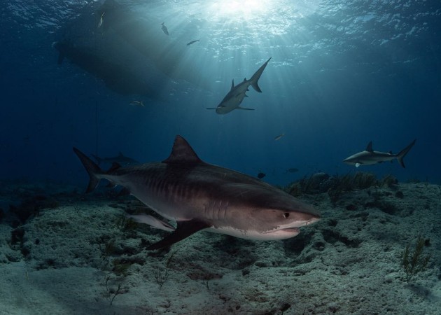 Picture of Tiger Shark in sun rays