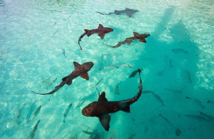 Bild på Nurse sharks