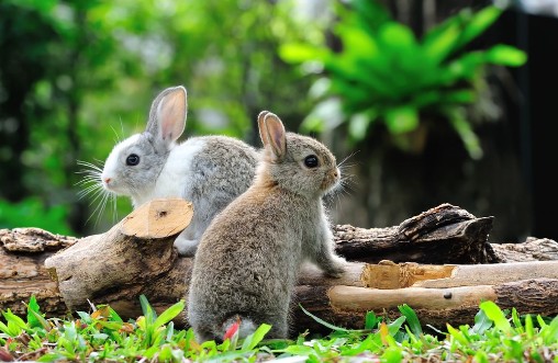 Afbeeldingen van Two rabbits bunny in the garden
