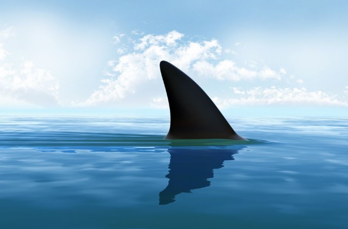 Afbeeldingen van Shark fin above water
